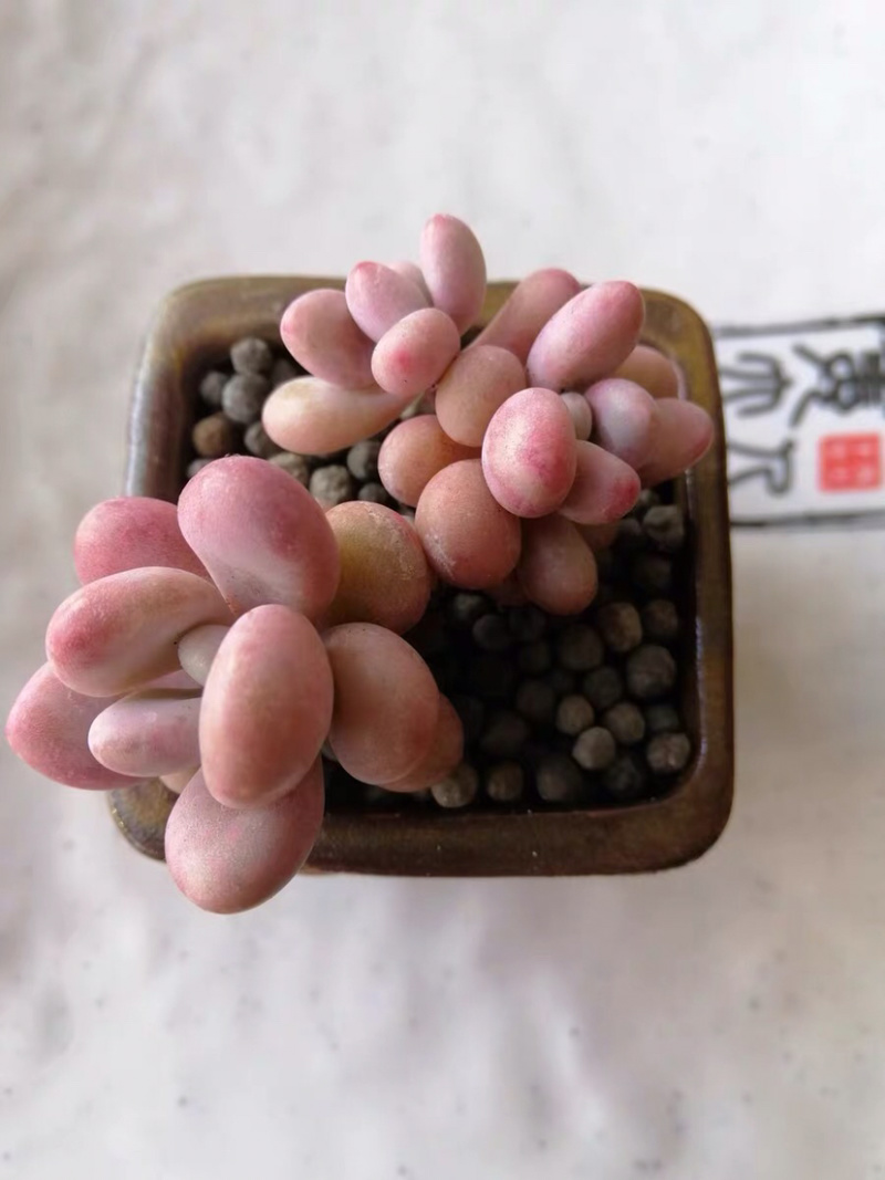 多肉花卉盆栽植物桃蛋多头裸根多肉1111111