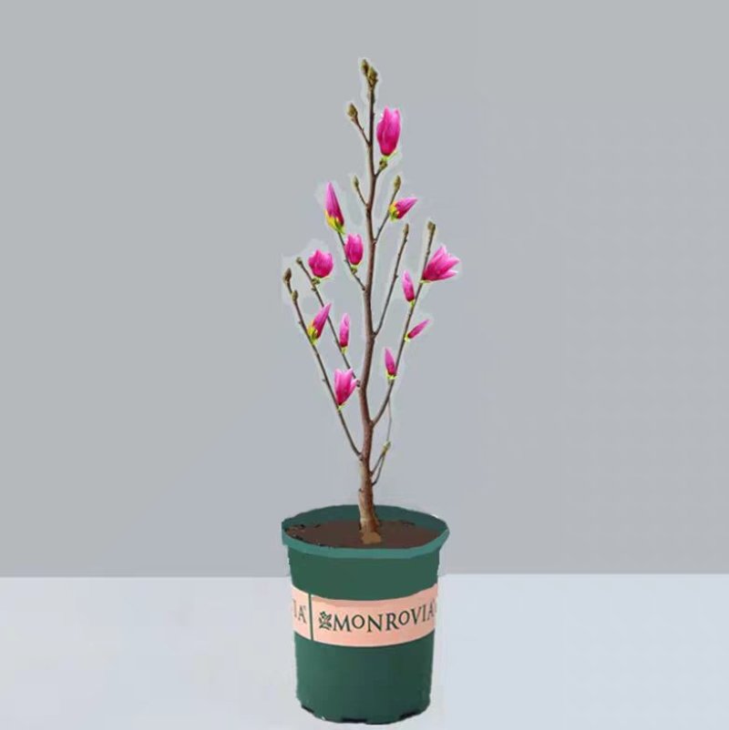紫白玉兰苗木黄玉兰花卉绿植红玉兰树苗盆栽玉兰花苗庭院绿化