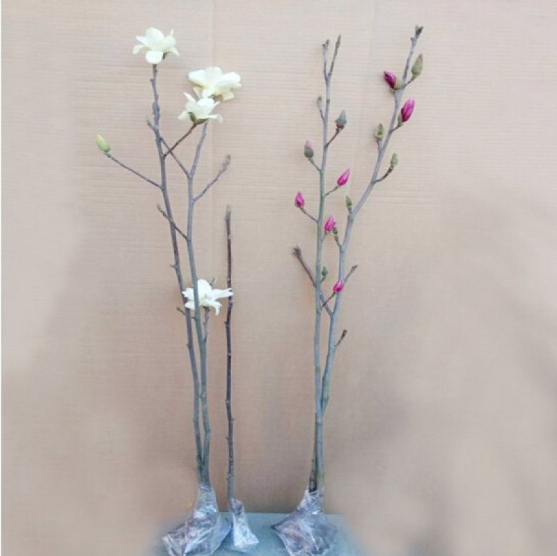紫白玉兰苗木黄玉兰花卉绿植红玉兰树苗盆栽玉兰花苗庭院绿化