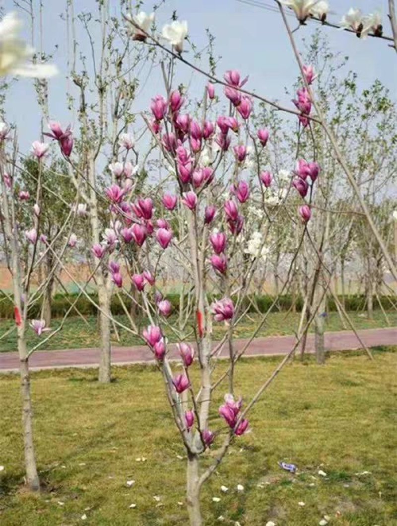 紫白玉兰苗木黄玉兰花卉绿植红玉兰树苗盆栽玉兰花苗庭院绿化
