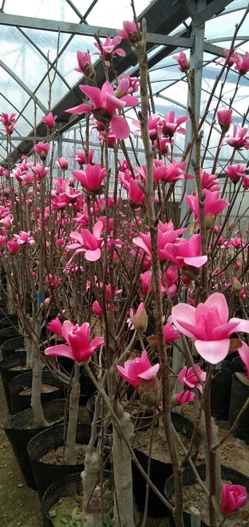 紫白玉兰苗木黄玉兰花卉绿植红玉兰树苗盆栽玉兰花苗庭院绿化