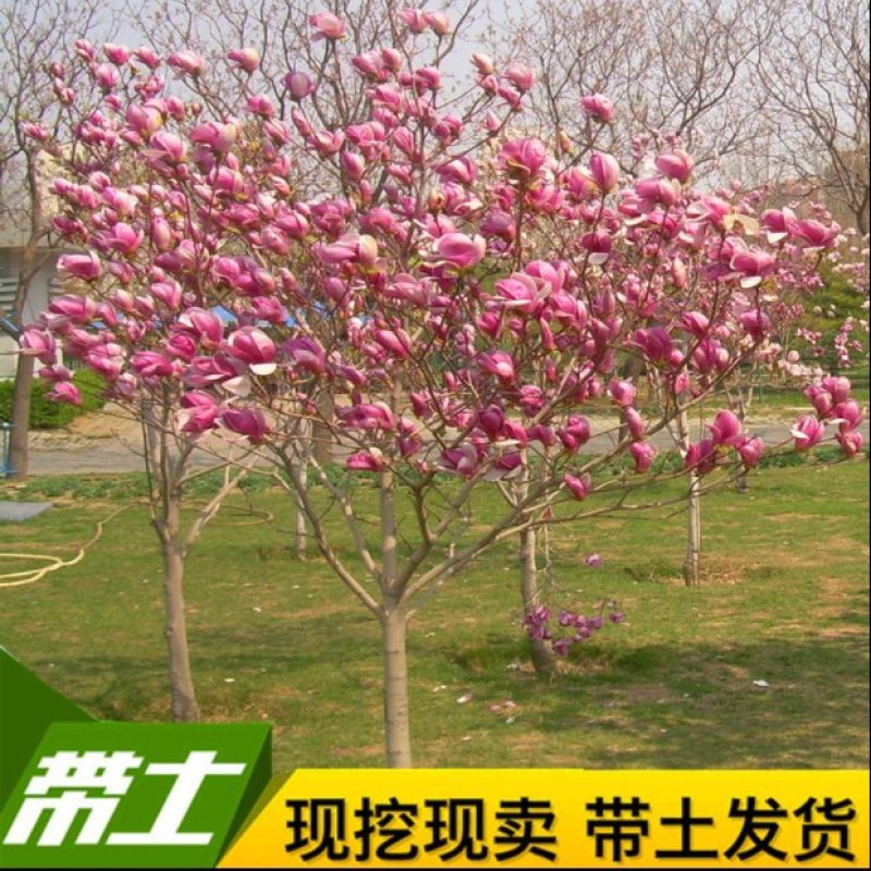 紫白玉兰苗木黄玉兰花卉绿植红玉兰树苗盆栽玉兰花苗庭院绿化