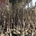 紫白玉兰苗木黄玉兰花卉绿植红玉兰树苗盆栽玉兰花苗庭院绿化