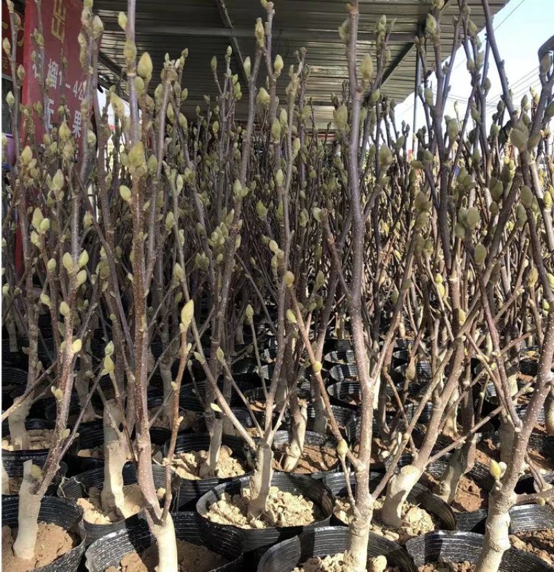 紫白玉兰苗木黄玉兰花卉绿植红玉兰树苗盆栽玉兰花苗庭院绿化