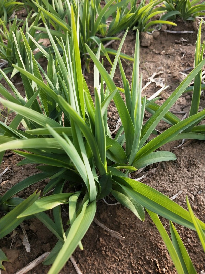 金娃娃萱草：绿化宿根苗木，草花地被植物
