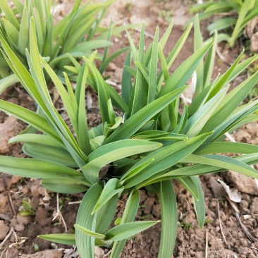 金娃娃萱草：绿化宿根苗木，草花地被植物