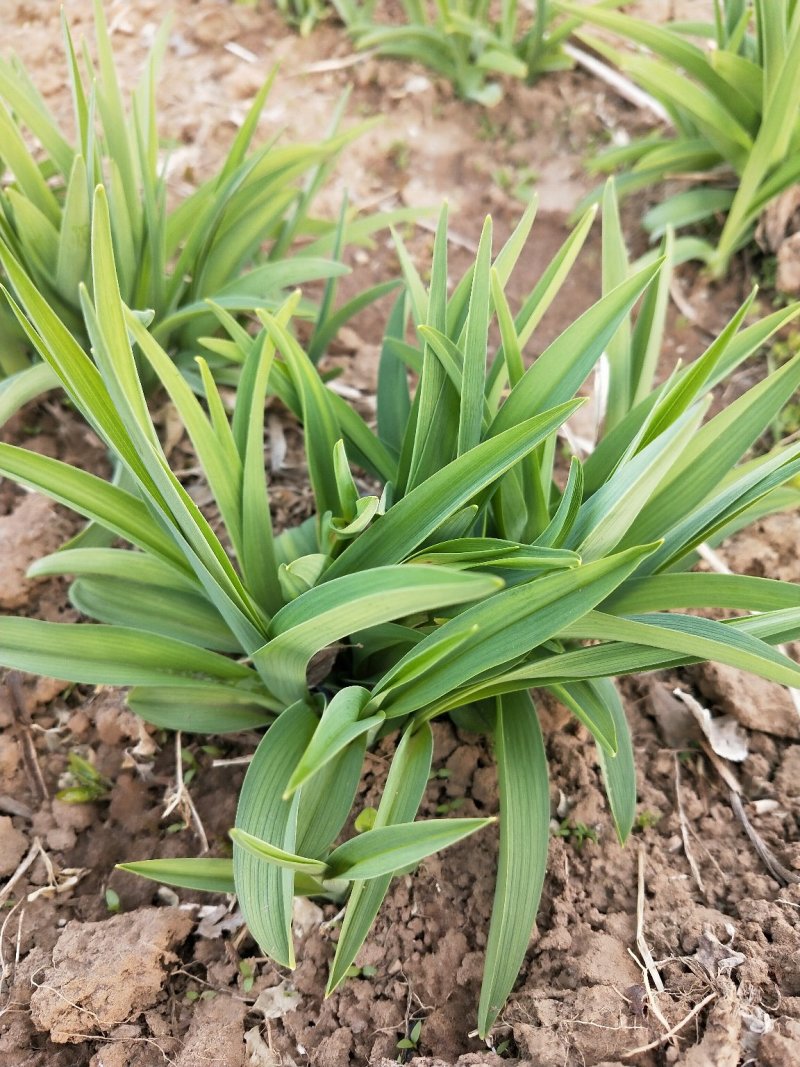 金娃娃萱草：绿化宿根苗木，草花地被植物