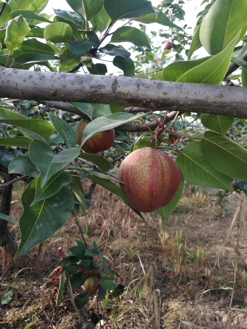 陕西早酥红梨基地彩虹梨价格，陕西彩虹梨批发价格冷库彩虹梨