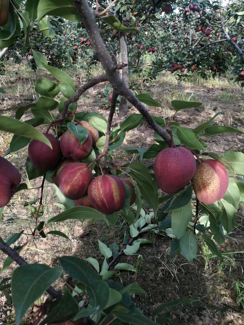 陕西早酥红梨基地彩虹梨价格，陕西彩虹梨批发价格冷库彩虹梨