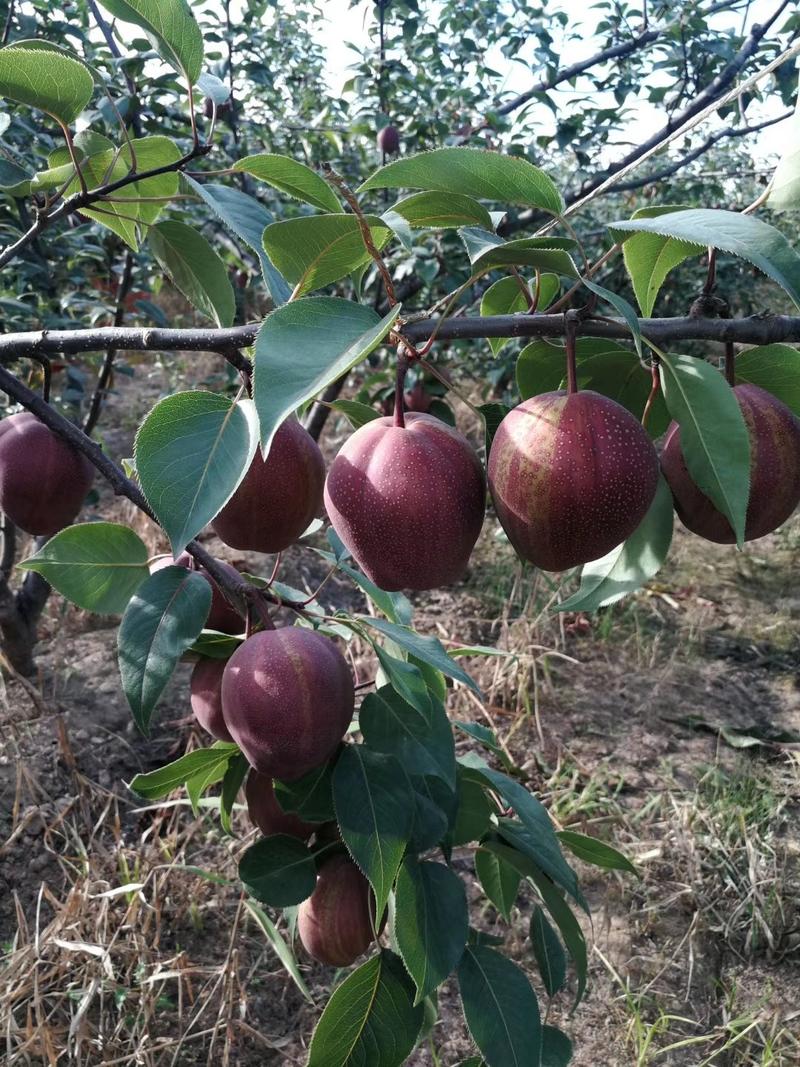 陕西早酥红梨基地彩虹梨价格，陕西彩虹梨批发价格冷库彩虹梨