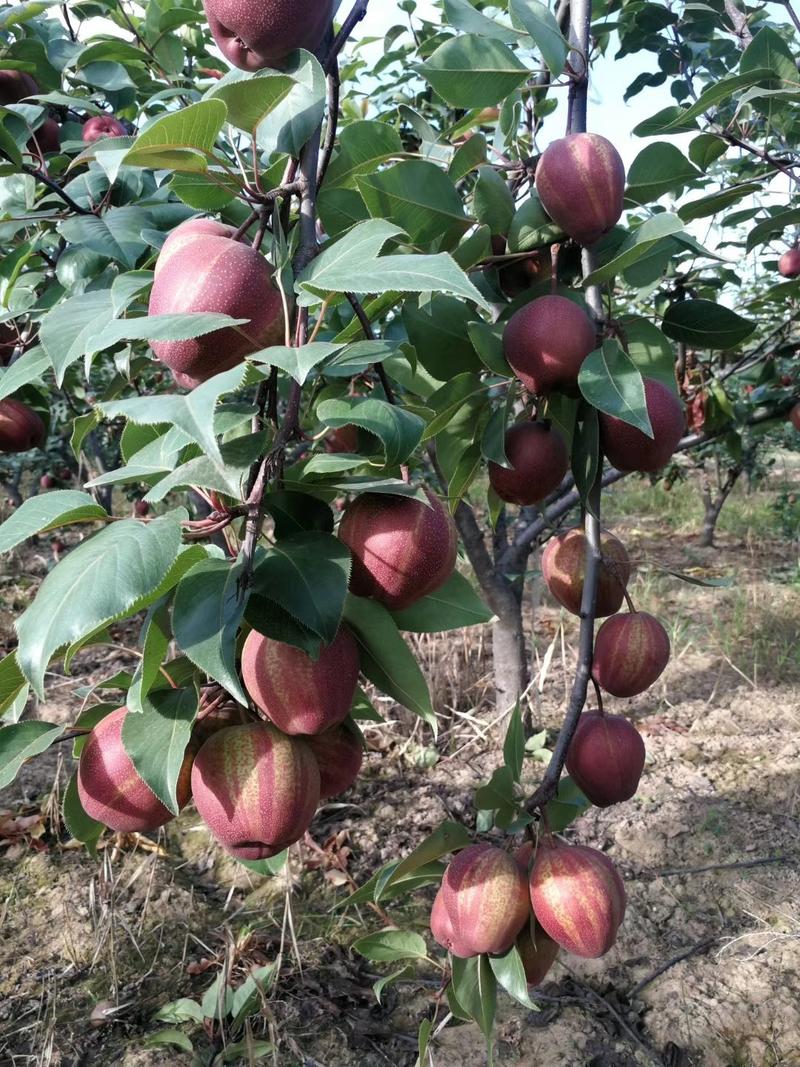 陕西早酥红梨基地彩虹梨价格，陕西彩虹梨批发价格冷库彩虹梨