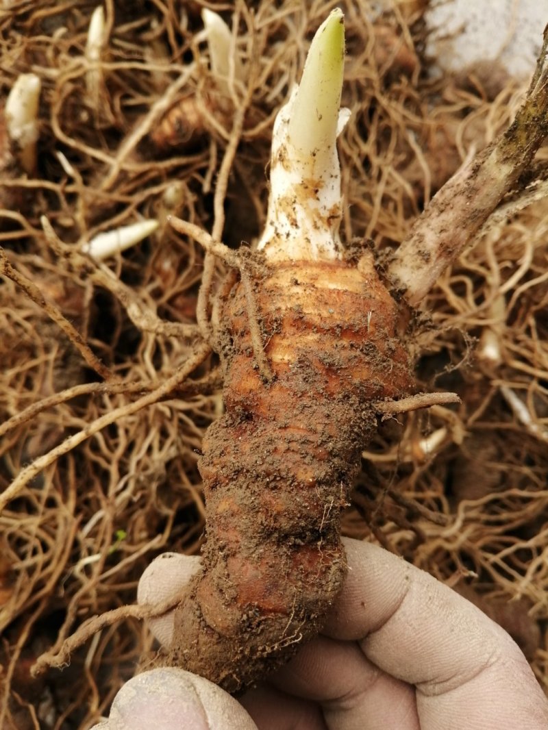 大量供应粉质重楼种苗七叶一枝花欢迎来电咨询