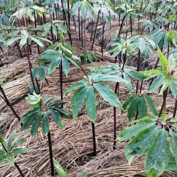 大量供应粉质重楼种苗七叶一枝花欢迎来电咨询