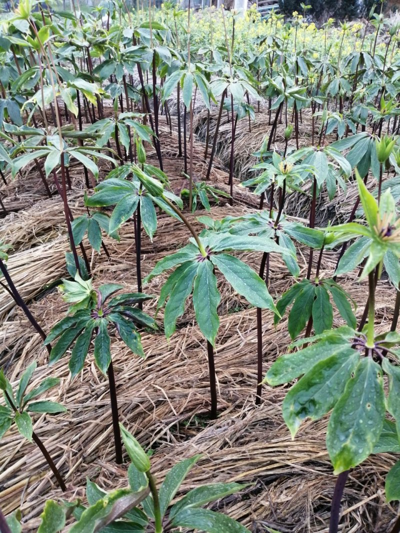 大量供应粉质重楼种苗七叶一枝花欢迎来电咨询