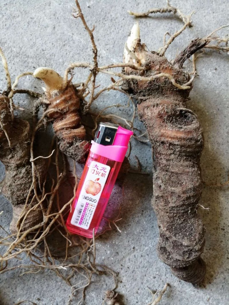 大量供应粉质重楼种苗七叶一枝花欢迎来电咨询