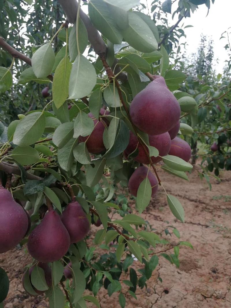 陕西早酥红梨基地彩虹梨价格，陕西彩虹梨批发价格冷库彩虹梨