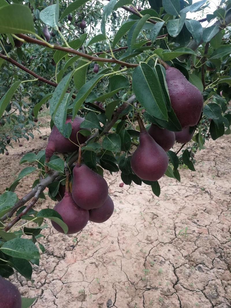 陕西早酥红梨基地彩虹梨价格，陕西彩虹梨批发价格冷库彩虹梨