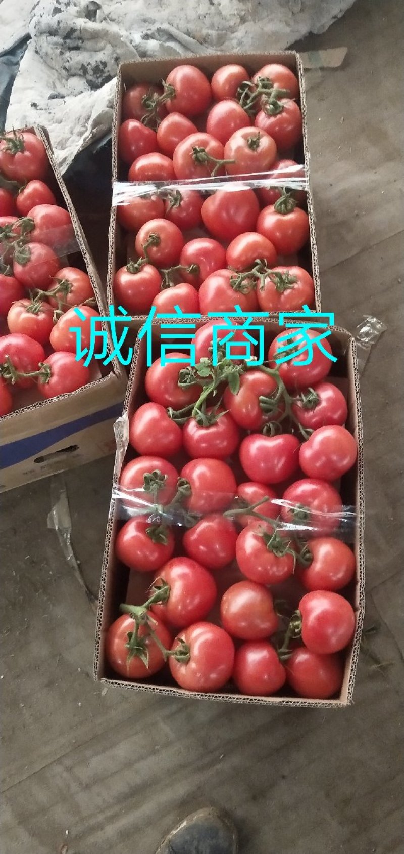 西红柿【推荐】诚信良心果蔬供应费县硬粉西红柿【坏烂包赔】