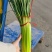 精品早熟蒜薹40~60cm大量上市，价1.4元。