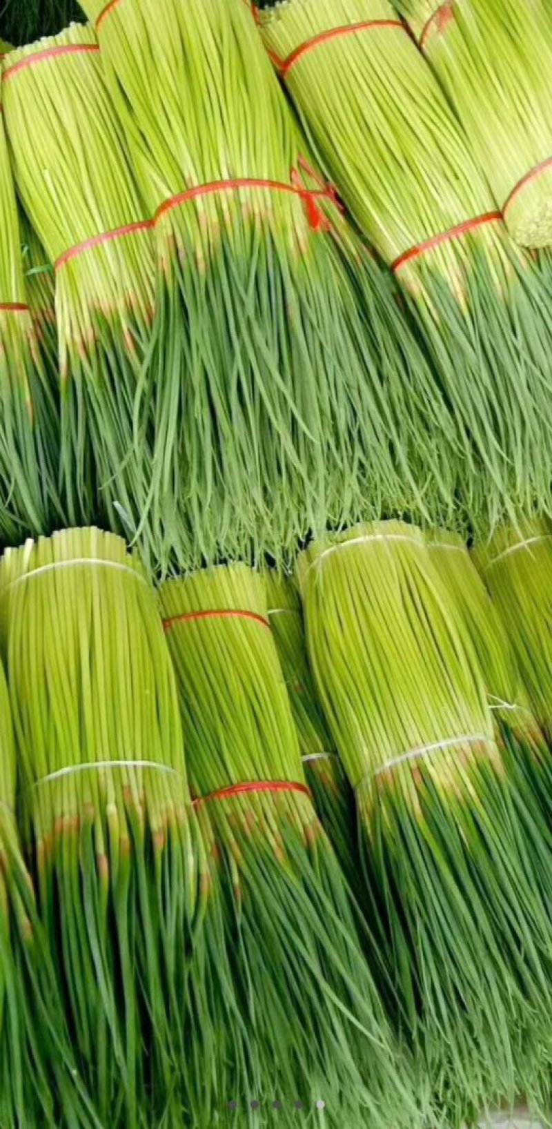 精品早熟蒜薹40~60cm大量上市，价1.4元。