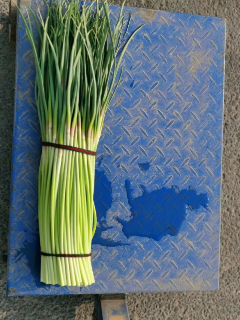 精品早熟蒜薹40~60cm大量上市，价1.4元。
