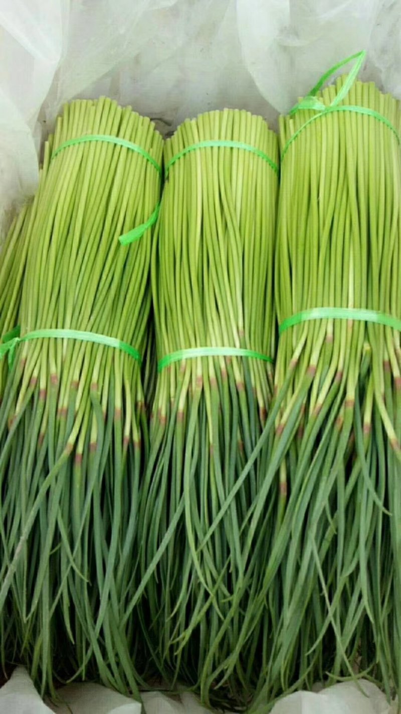 精品早熟蒜薹40~60cm大量上市，价1.4元。