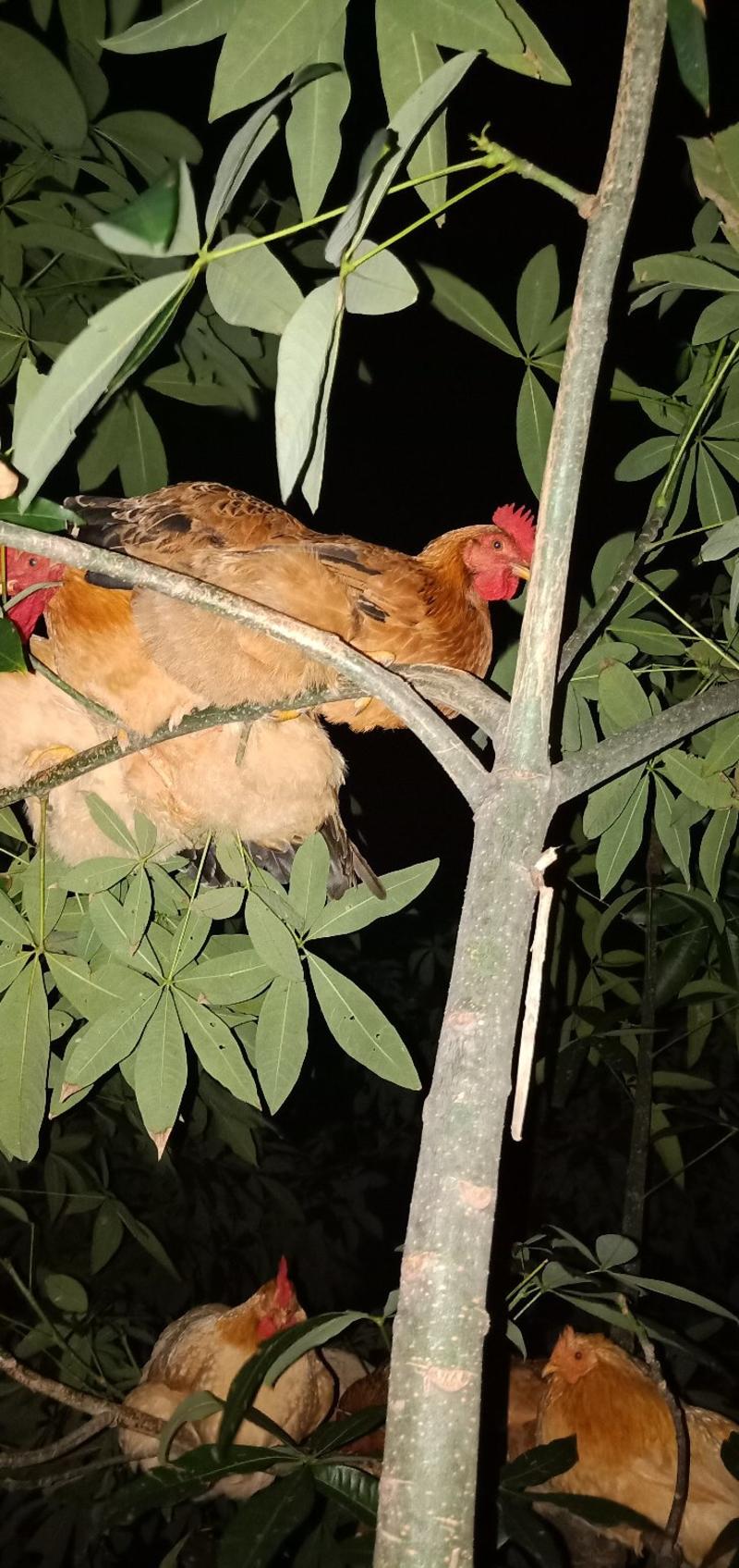 湛江家鸡山上走地鸡本地鸡会飞上树睡觉的鸡