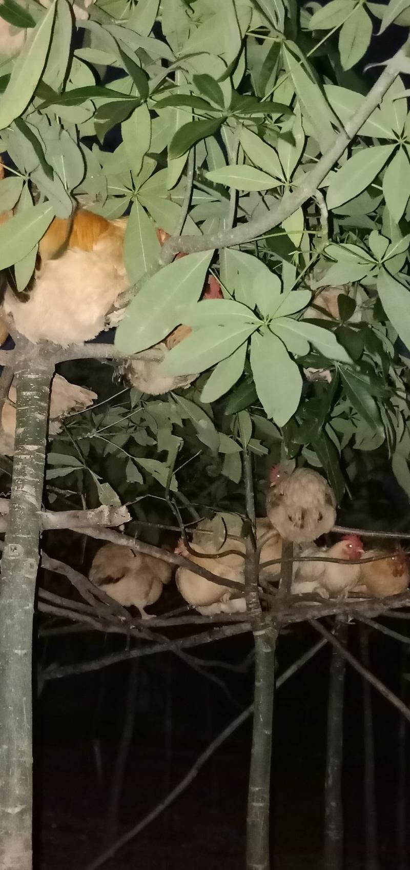 湛江家鸡山上走地鸡本地鸡会飞上树睡觉的鸡