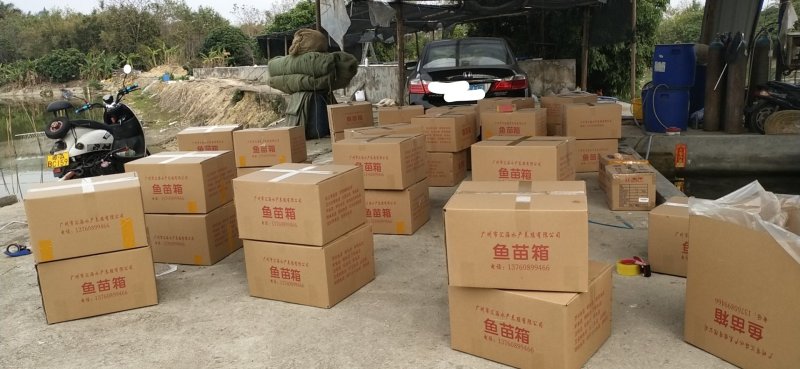 鲈鱼苗加州鲈鱼苗优鲈三号鱼苗质量决定收成