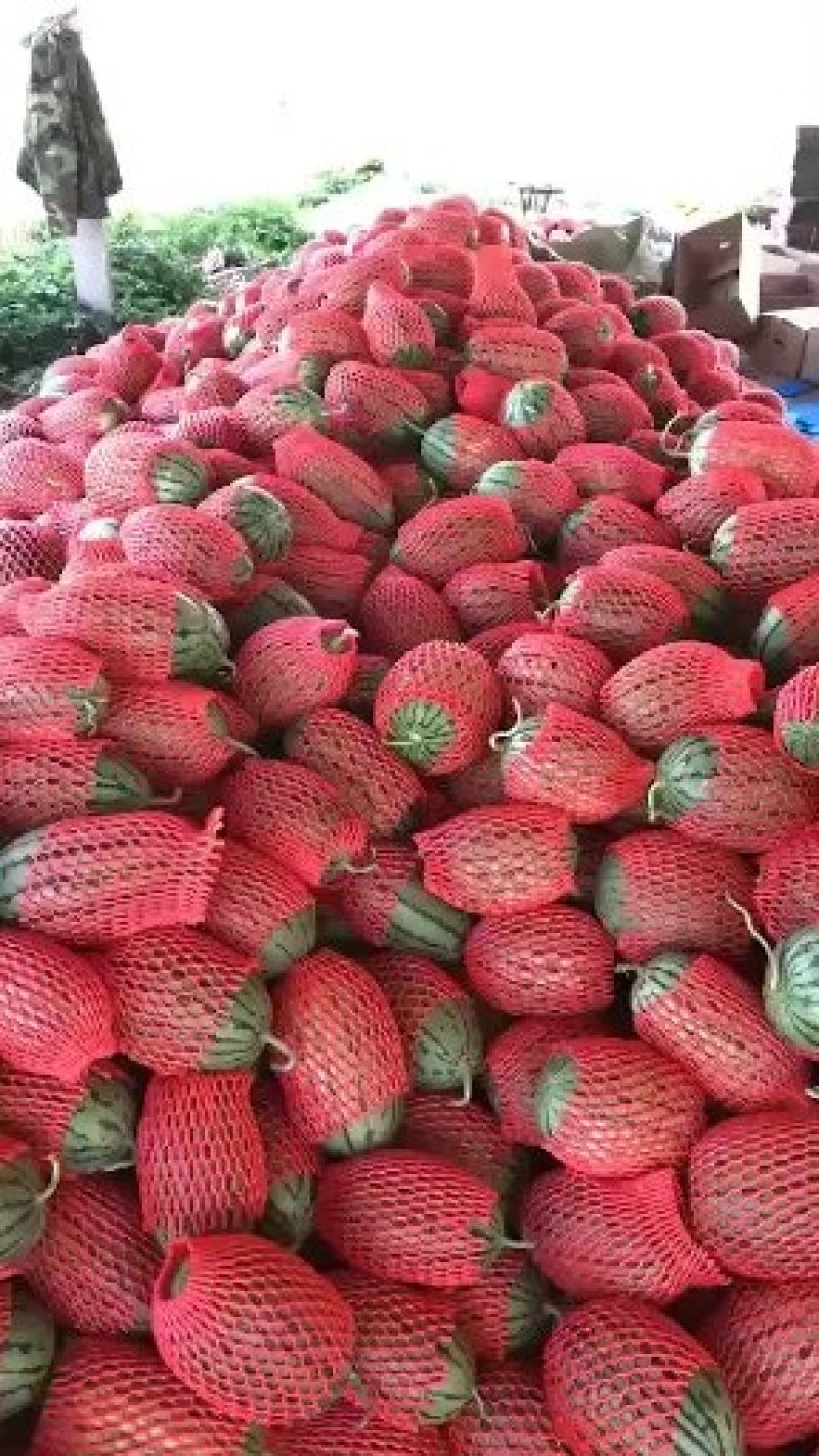 《包熟包甜》《西瓜》包熟包甜《红玉西瓜》《早春红玉西瓜》