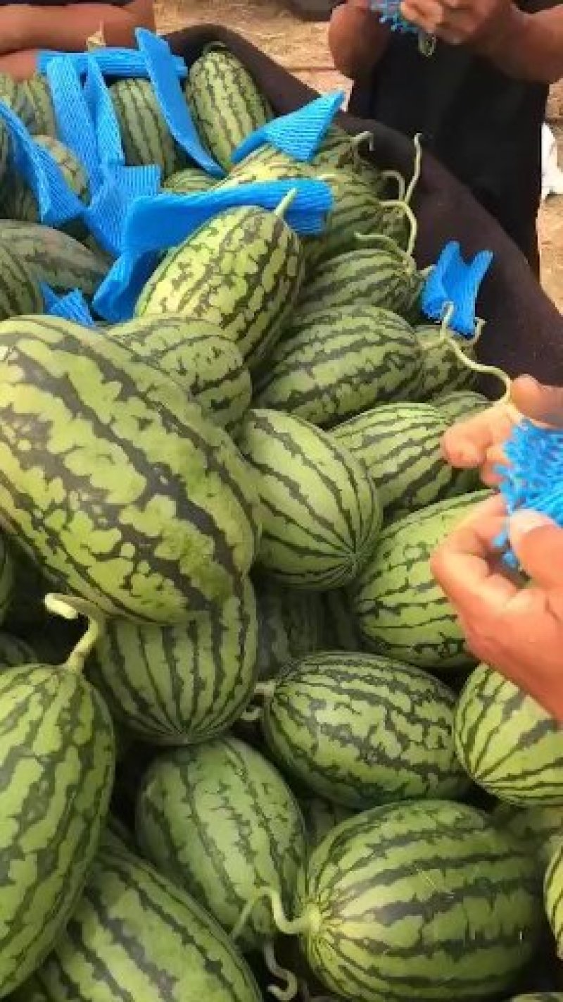 《包熟包甜》《西瓜》包熟包甜《红玉西瓜》《早春红玉西瓜》