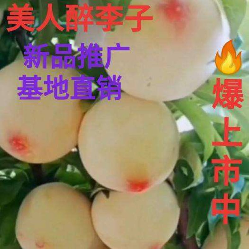 美人醉李子苗新品种死苗补发现挖现卖基地保真包邮