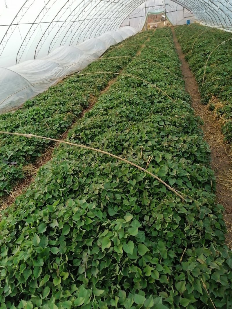杨凌农科院秦薯4号5号8号脱毒试管红薯苗，紫薯苗