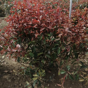 红叶石楠球，基地培育量大，质量好，欢迎来实地考察，订购。