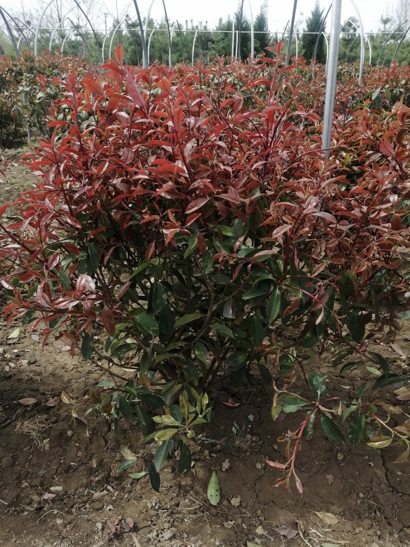 红叶石楠球，基地培育量大，质量好，欢迎来实地考察，订购。