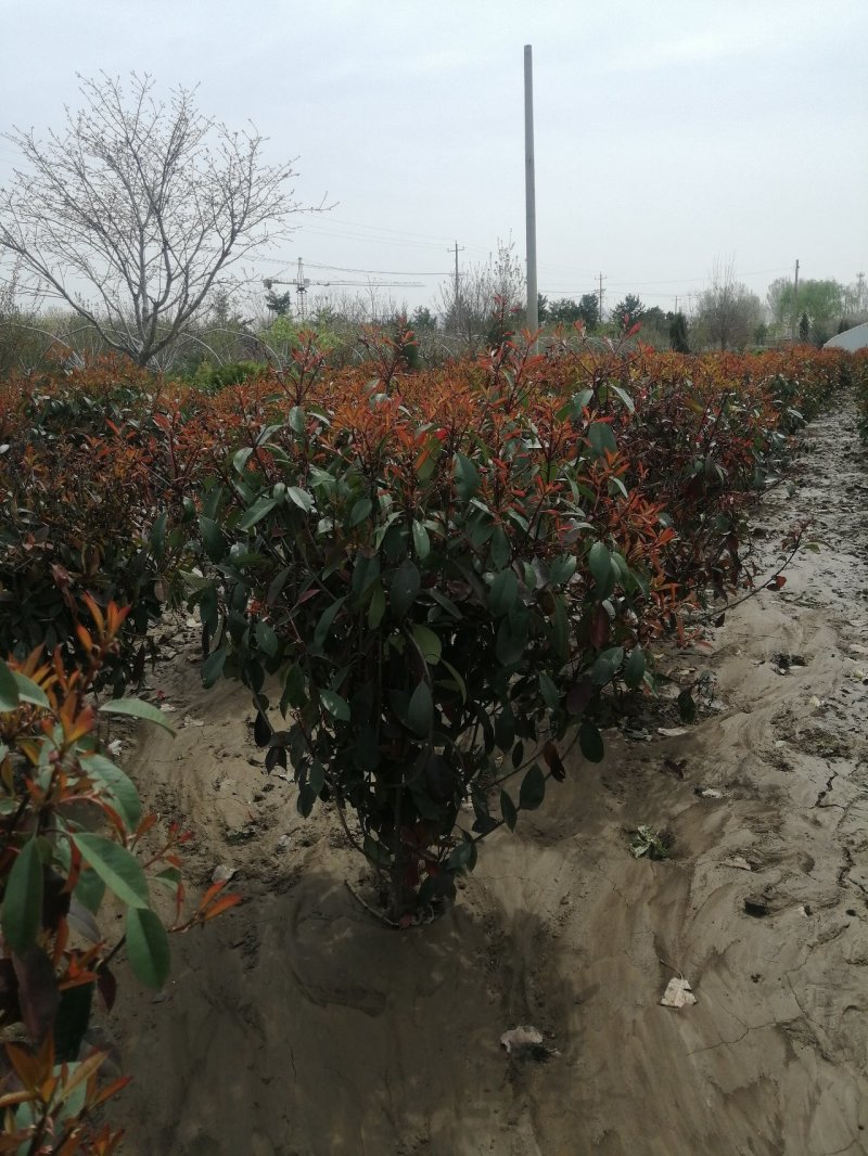 红叶石楠球，基地培育量大，质量好，欢迎来实地考察，订购。