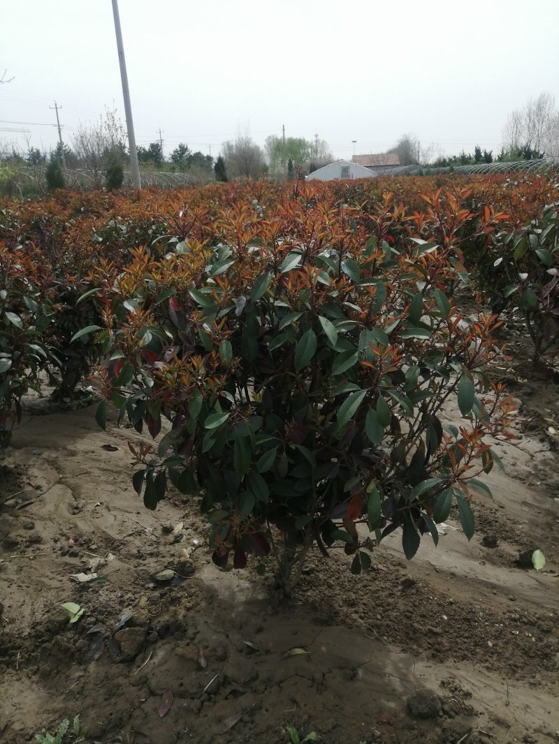红叶石楠球，基地培育量大，质量好，欢迎来实地考察，订购。