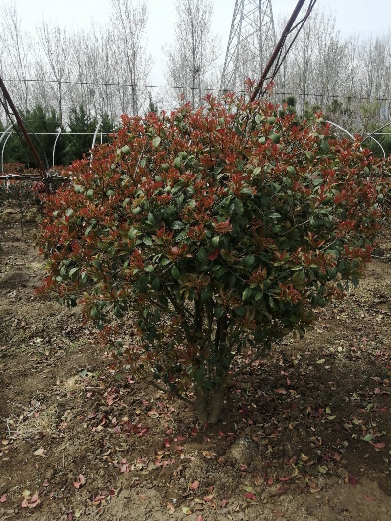 红叶石楠球，基地培育量大，质量好，欢迎来实地考察，订购。