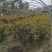 红叶石楠球，基地培育量大，质量好，欢迎来实地考察，订购。