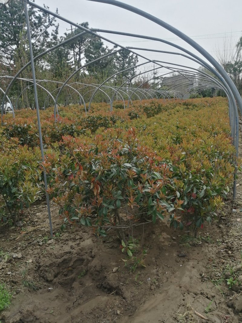 红叶石楠球，基地培育量大，质量好，欢迎来实地考察，订购。