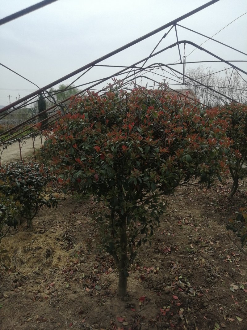 红叶石楠球，基地培育量大，质量好，欢迎来实地考察，订购。