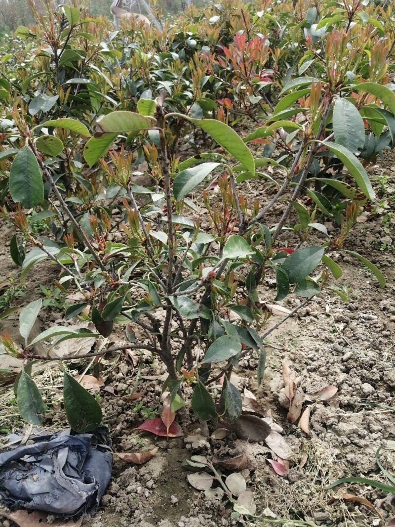 红叶石楠球，基地培育量大，质量好，欢迎来实地考察，订购。