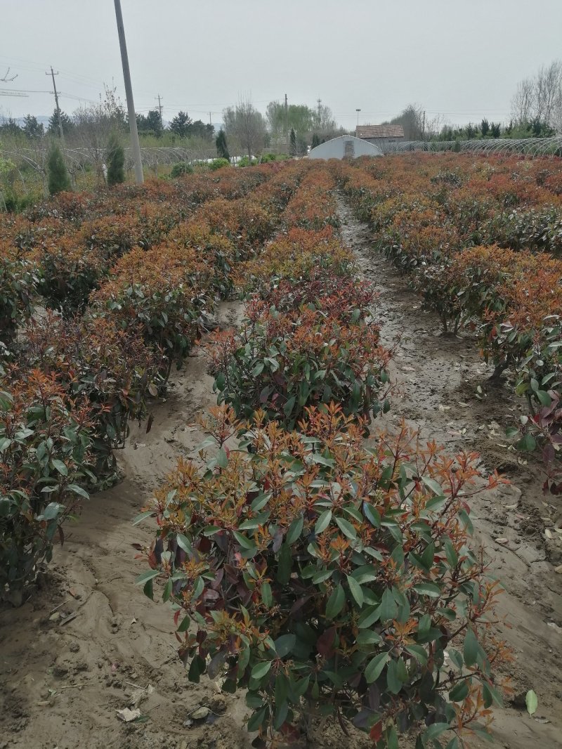 红叶石楠球，基地培育量大，质量好，欢迎来实地考察，订购。