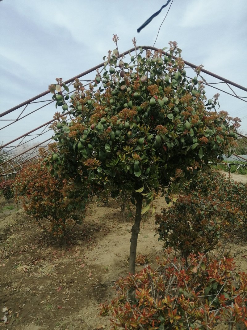 红叶石楠球，基地培育量大，质量好，欢迎来实地考察，订购。