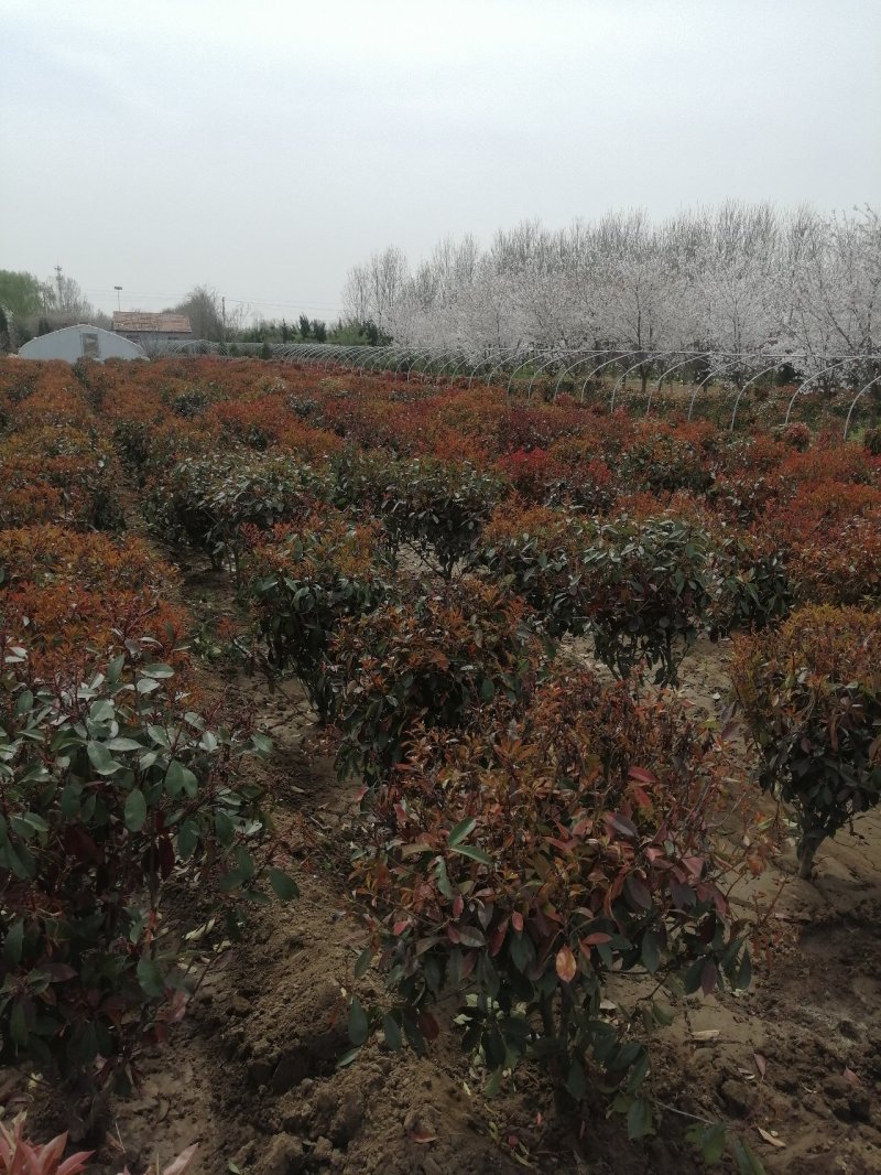 红叶石楠球，基地培育量大，质量好，欢迎来实地考察，订购。