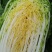 黄心大白菜4—6斤大量上市，质量优，产地直销