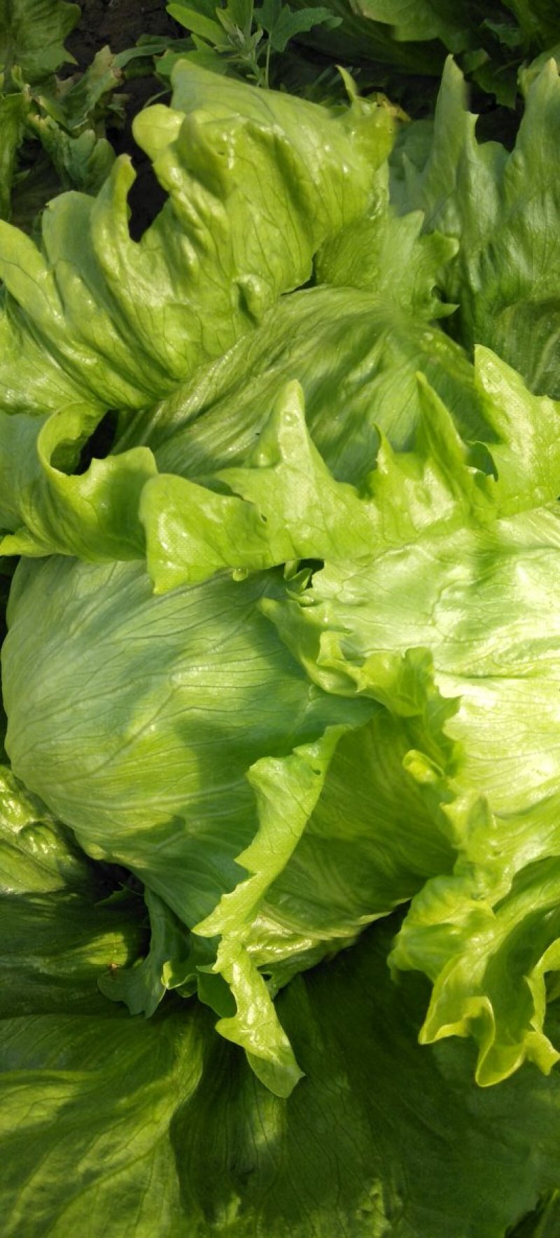生菜球
