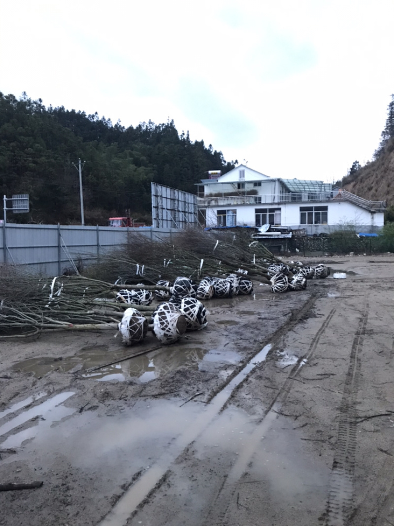 高分枝10至15公分鸡爪槭量大，其它规格也有欢迎咨询。