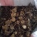 出售姜型黄精鲜货种茎出售