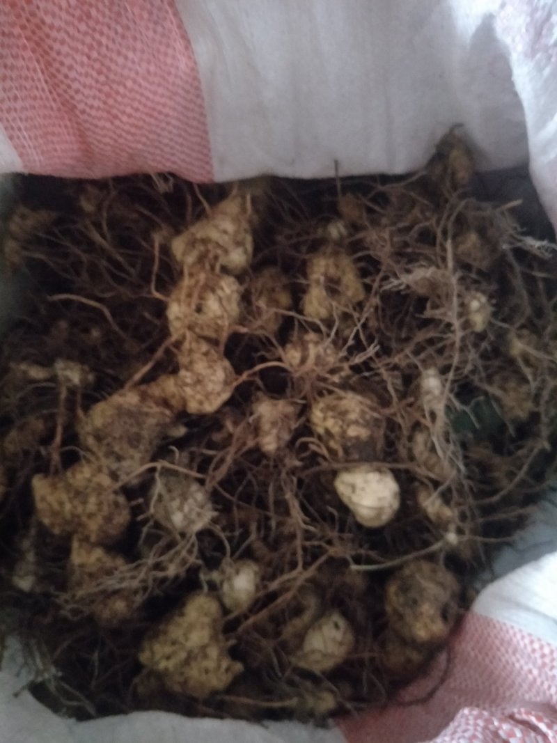 出售姜型黄精鲜货种茎出售
